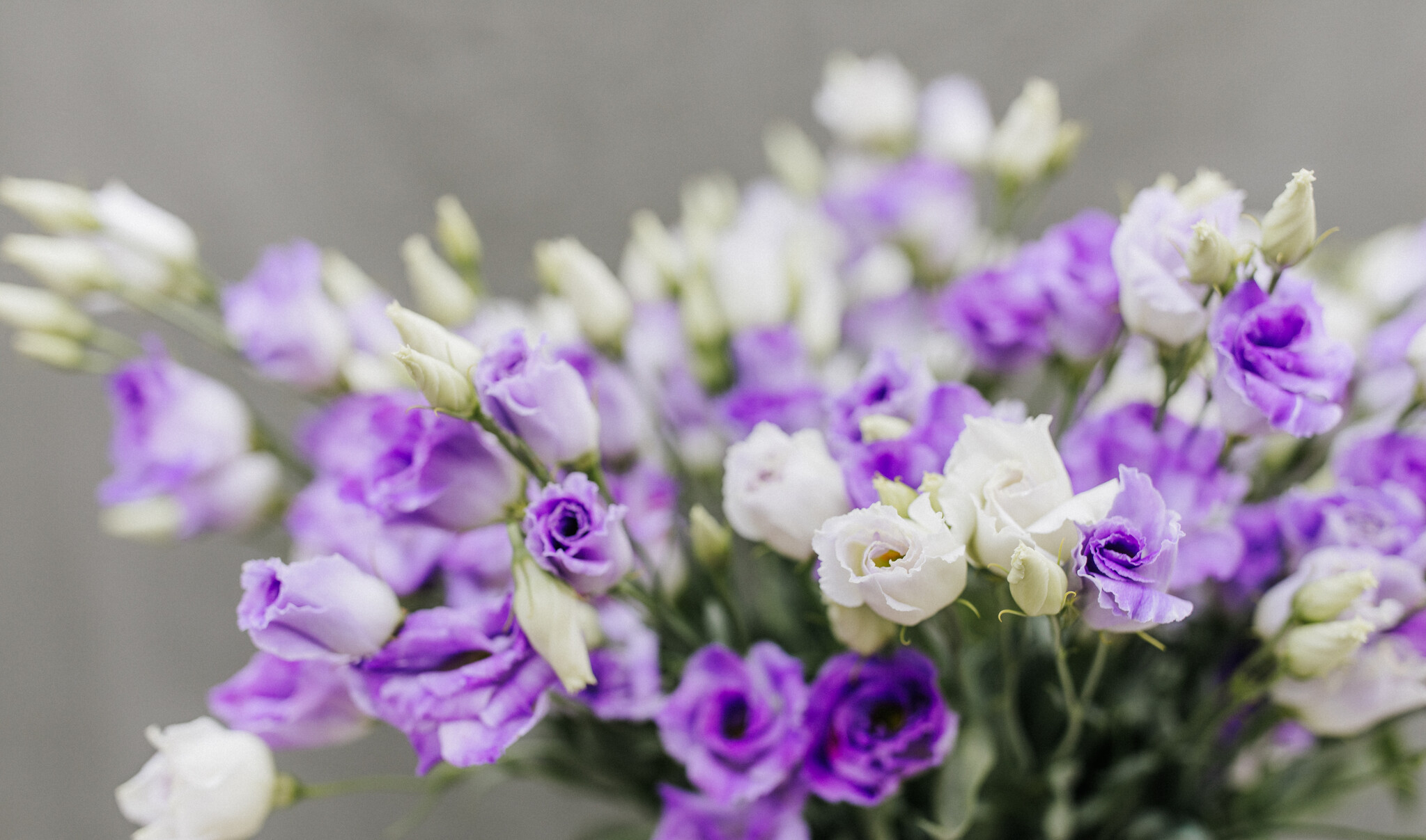Eustoma (Lisianthus): Elegante Vielseitigkeit für Ihr Geschäft | B2B Flowers