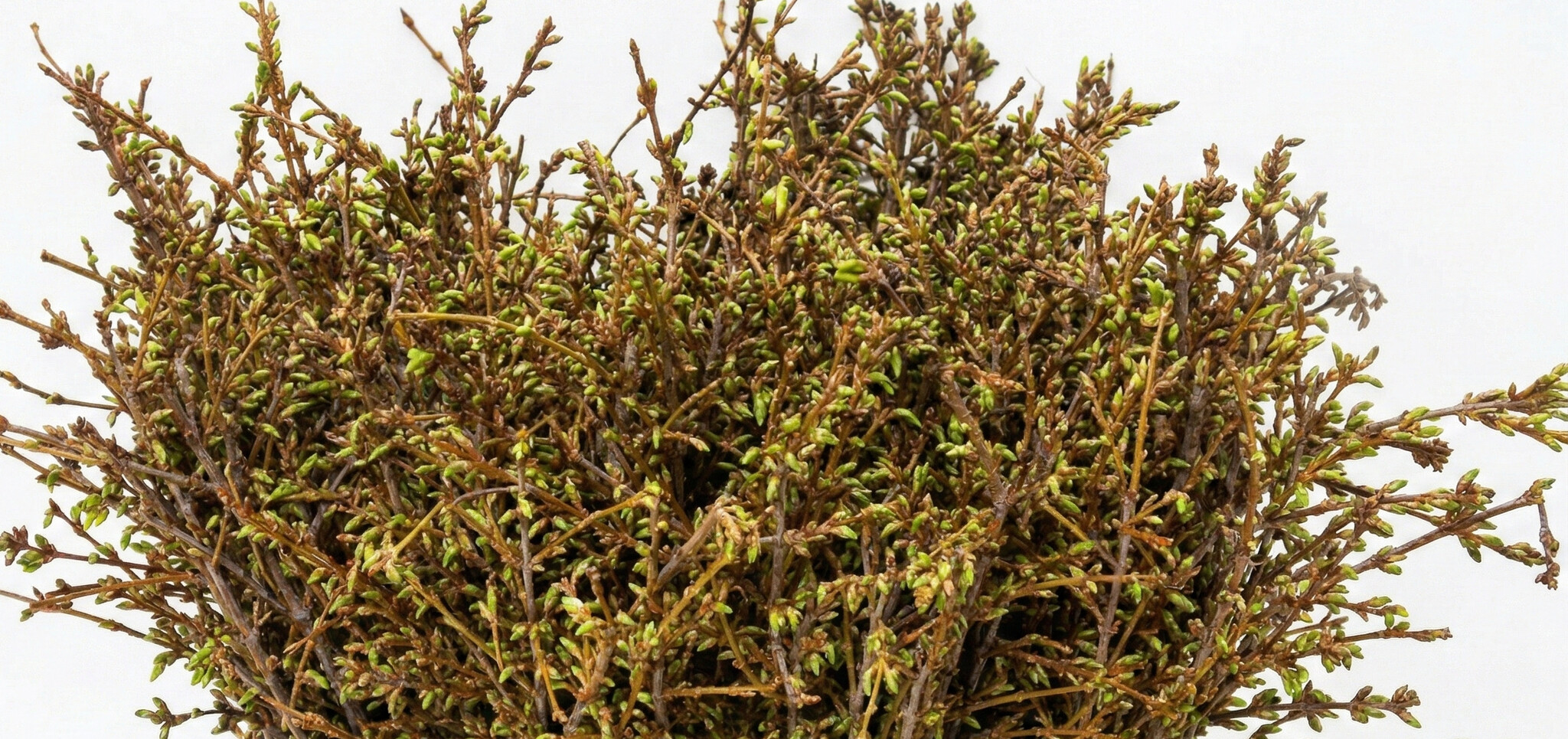 Forsythia: The First Spring Sun for Your Business | B2B Flowers