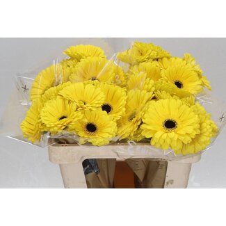 Freshy Gerbera * Don Leo X10