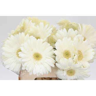 Freshy Gerbera * Icy X10