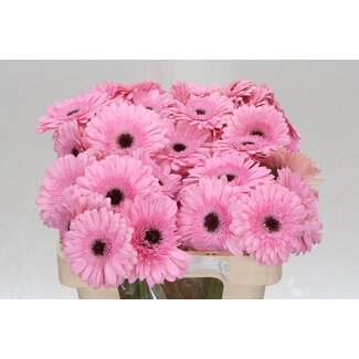 Freshy Gerbera * Pre-semmy X10