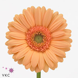 Freshy Ge Aqua .racket Mi Judo