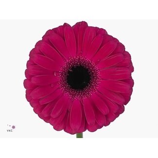 Freshy Gerbera * Aladin X10
