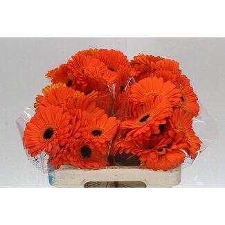 Freshy Gerbera * Applause X10