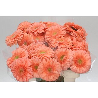 Freshy Gerbera * Avignon X10