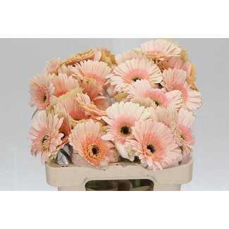 Freshy Gerbera * Cafe Del Mar X10