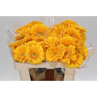 Freshy Gerbera * Captiva X10