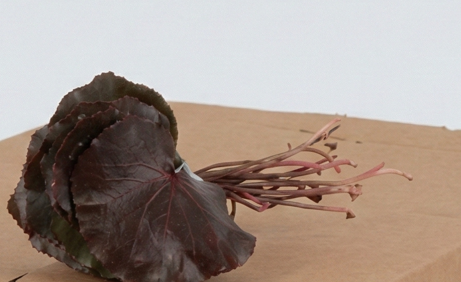 Galax (Beetleweed): Indispensable Leathery Luxury for B2B | B2B Flowers