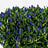 Gentiana (Gentiane)