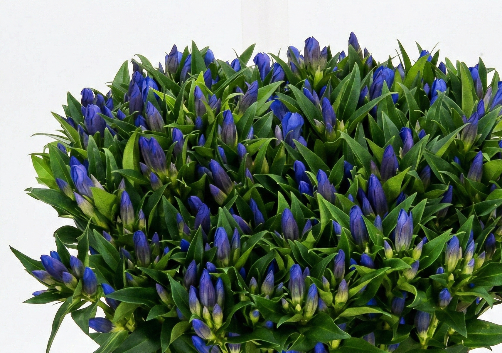 Gentiana (Gentiaan): Intens Blauw voor de B2B Bloemist | B2B Flowers