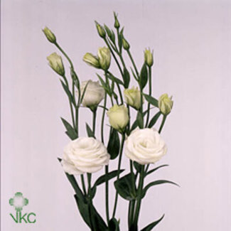 Freshy Eustoma Gevuld Rosi White