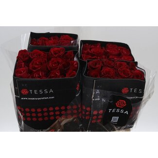 Freshy R Eq Freedom 1e