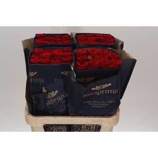 Freshy R Eq Freedom 1e