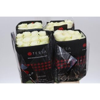 Freshy R Eq Mondial 1e