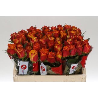 Freshy Rosa Downtown