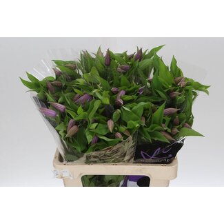 Freshy Clematis Amazing London