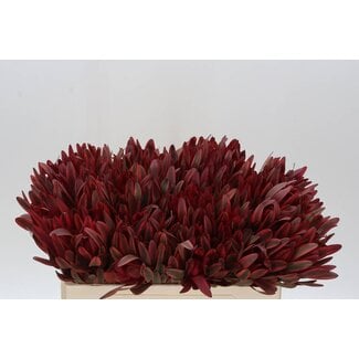 Freshy Leucadendron Jester