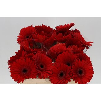 Freshy Gerbera * Barones X10