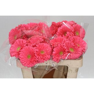 Freshy Gerbera * Enrique X10