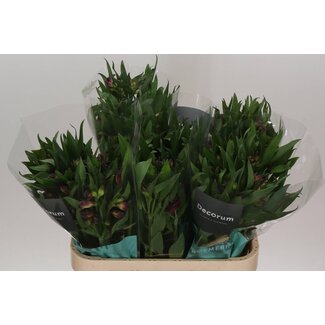 Freshy Alstroemeria Morado