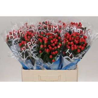 Freshy Hypericum Coco Tango