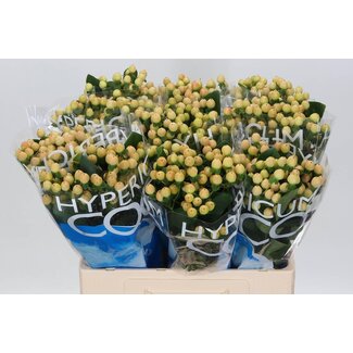 Freshy Hypericum Coco Gelato