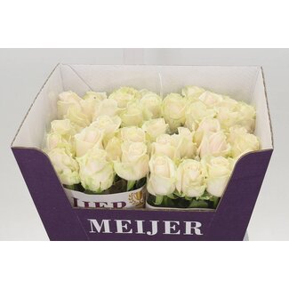 Freshy Rosa Dorchester