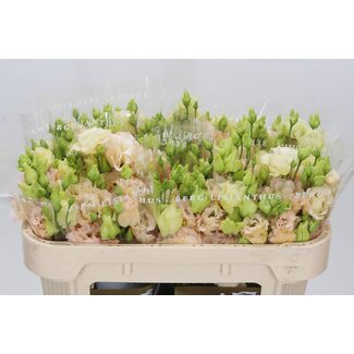 Freshy Eustoma Gevuld Alissa Light Apricot