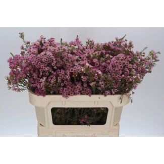 Freshy Chamelaucium Adi