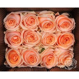 Freshy R Eq Felicity