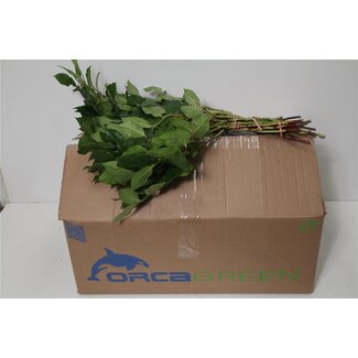 Freshy Salal Tips Orca (p. bos)