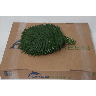 Freshy Chico Klein Chamaedorea (p. bos)