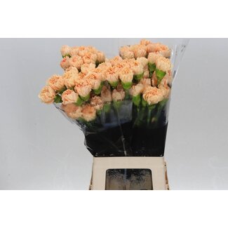 Freshy Anjer Lang Caroline Gold