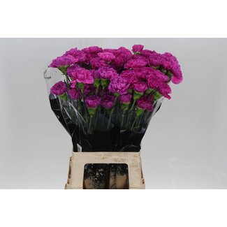 Freshy Anjer Lang Dark Farida