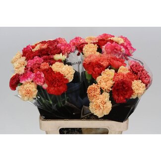 Freshy Anjer Lang Mix Oranje