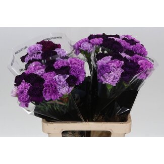 Freshy Anjer Lang Mix Florigene