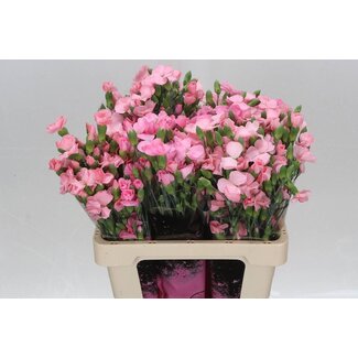 Freshy Trosanjer Enkelbloemig Solomio Cas