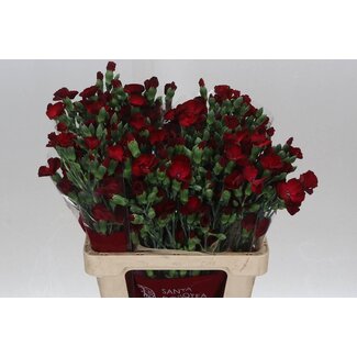 Freshy Trosanjer Enkelbloemig Solomio Edo