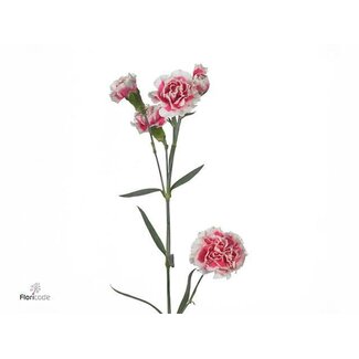 Freshy Trosanjer Skyline