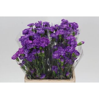 Freshy Trosanjer Fl Moonberry