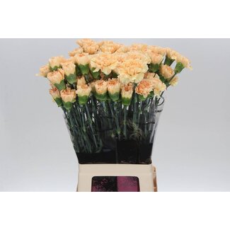 Freshy Anjer Lang Crimea