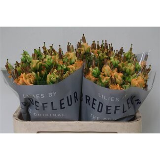 Freshy Lelie Longi x Aziatic Aqua Apricot Fudge