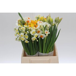 Freshy Narcis Gemengd 2x50