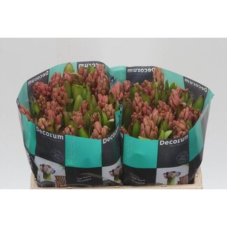 Freshy Hyacinth Johanna