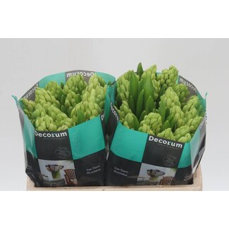 Freshy Hyacinth Orange Lion