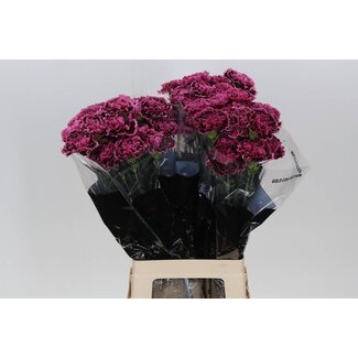 Freshy Anjer Lang Nobbio Burgundy