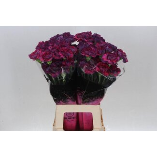 Freshy Anjer Lang Tatis