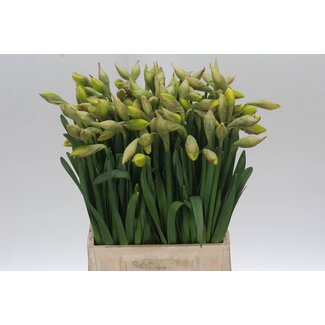 Freshy Narcis D Dick Wilden