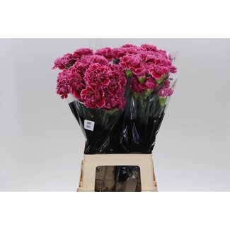 Freshy Anjer Nobbio Frenzy