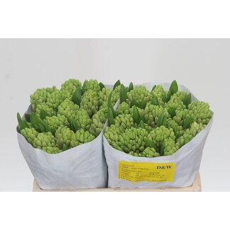 Freshy Hyacinth Splendid Cornela